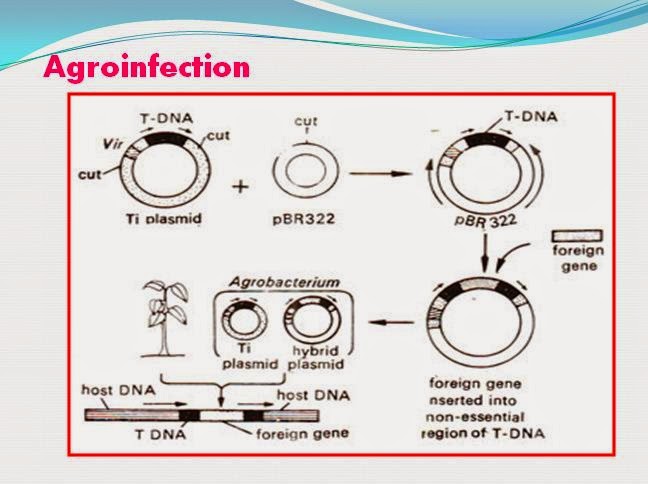 GENETICALLY MODIFIED CROPS AND ITS FUTURE PROSPECTS