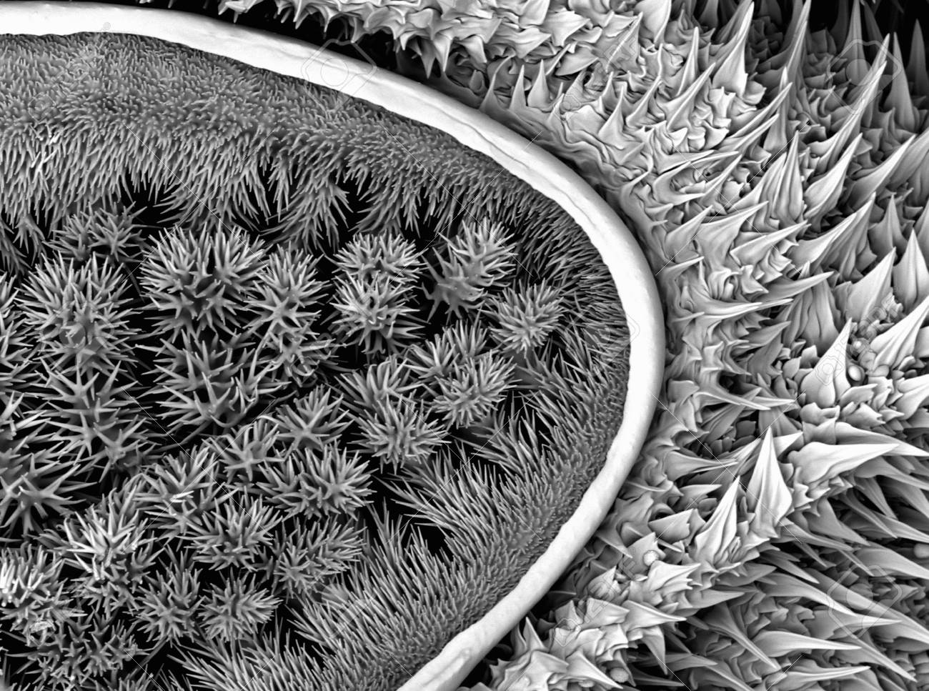 oruga vista por el microscopio