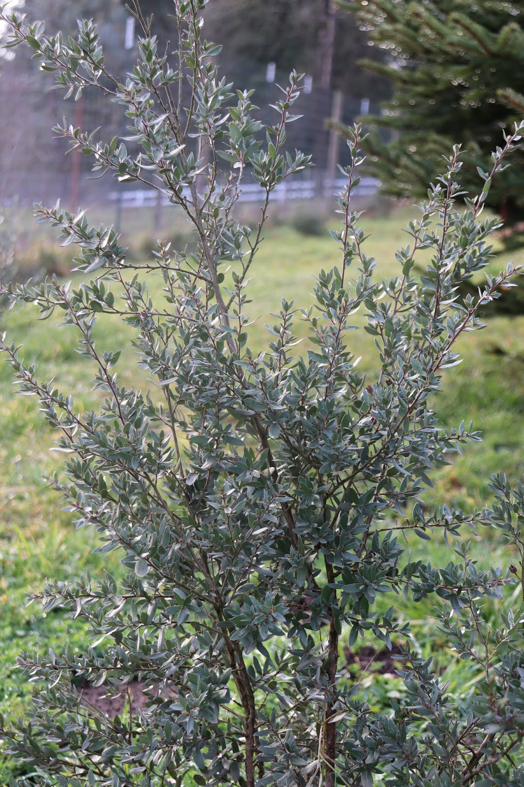 Erica Gardens Stock Photos Erica Gardens Stock Images Alamy