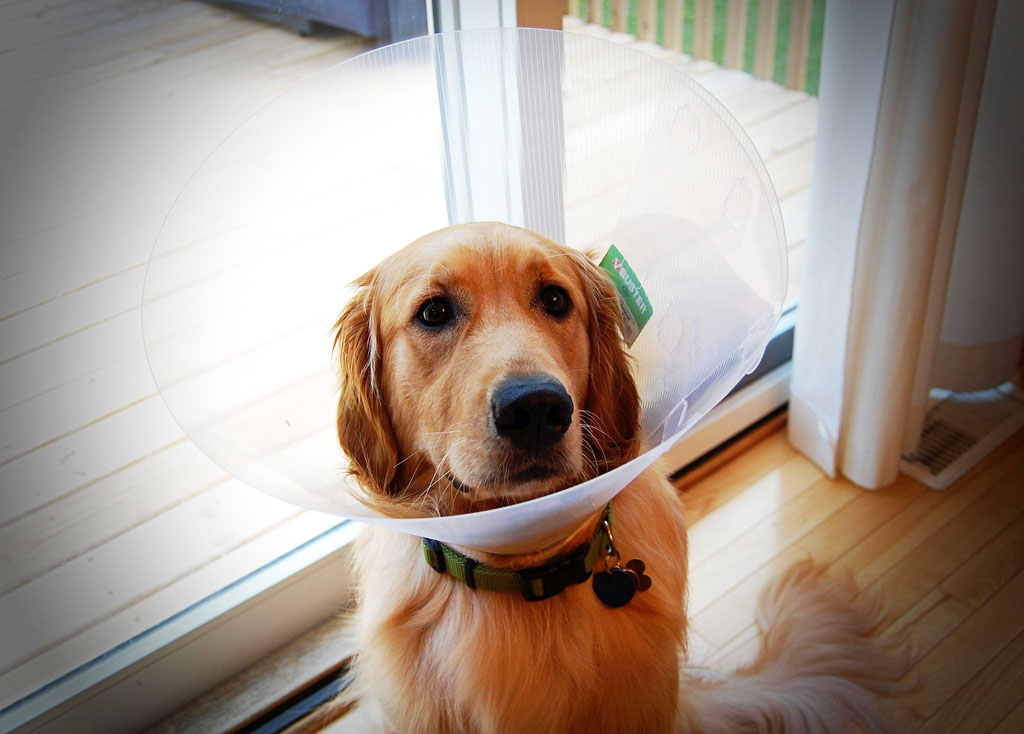 2017 Most Common Pet Insurance Claims Australian Dog Lover