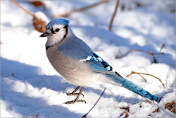 jay jays birds bird wild bluey flying toronto