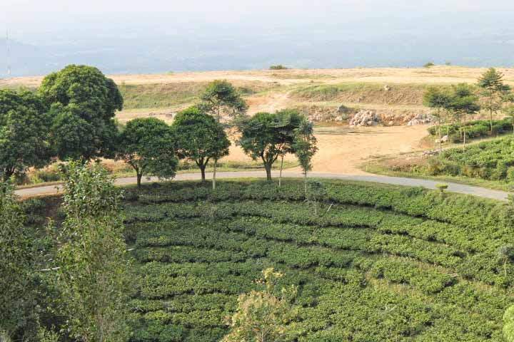 Wisata Kebun Teh Jamus