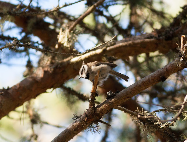 Crested Tit, Scotland