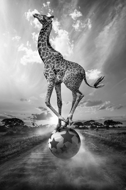 jirafa haciendo equilibrios rodando bola de circo