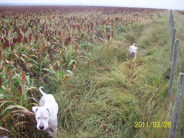 EN EL SORGAL.(RAYO Y CHIQUI)