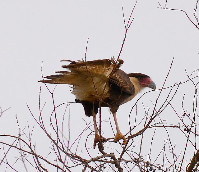 Crested Caracara