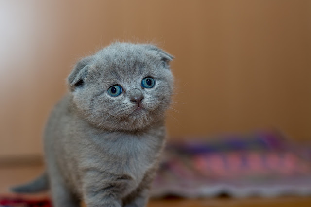 The Myth About DOGS & CATS Vaccination, DEBUNKED! Pets%2BAbs. - The Myth About DOGS & CATS Vaccination, DEBUNKED!