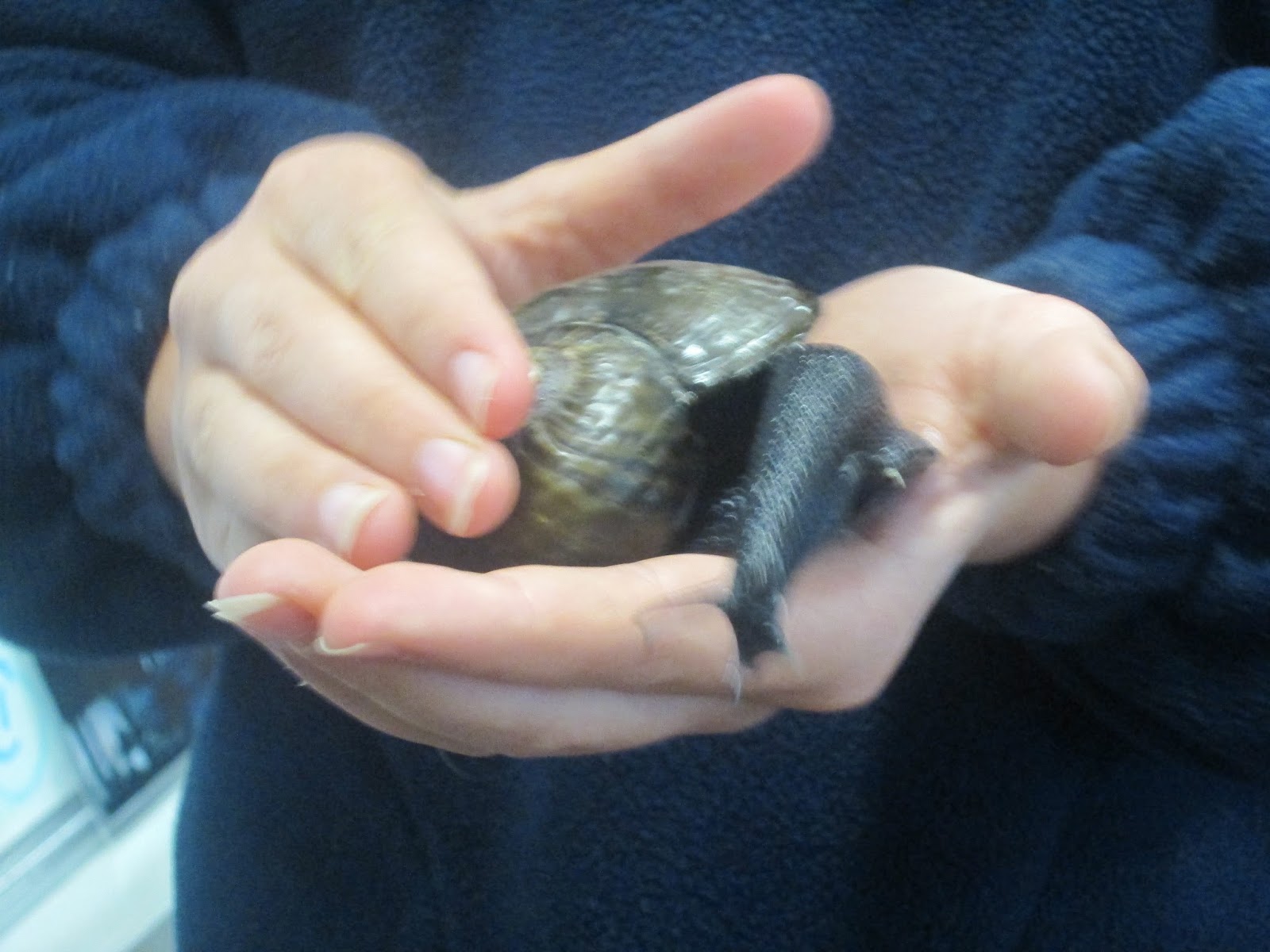 Room 9 Scholars Kauri Snail Northland's Taonga
