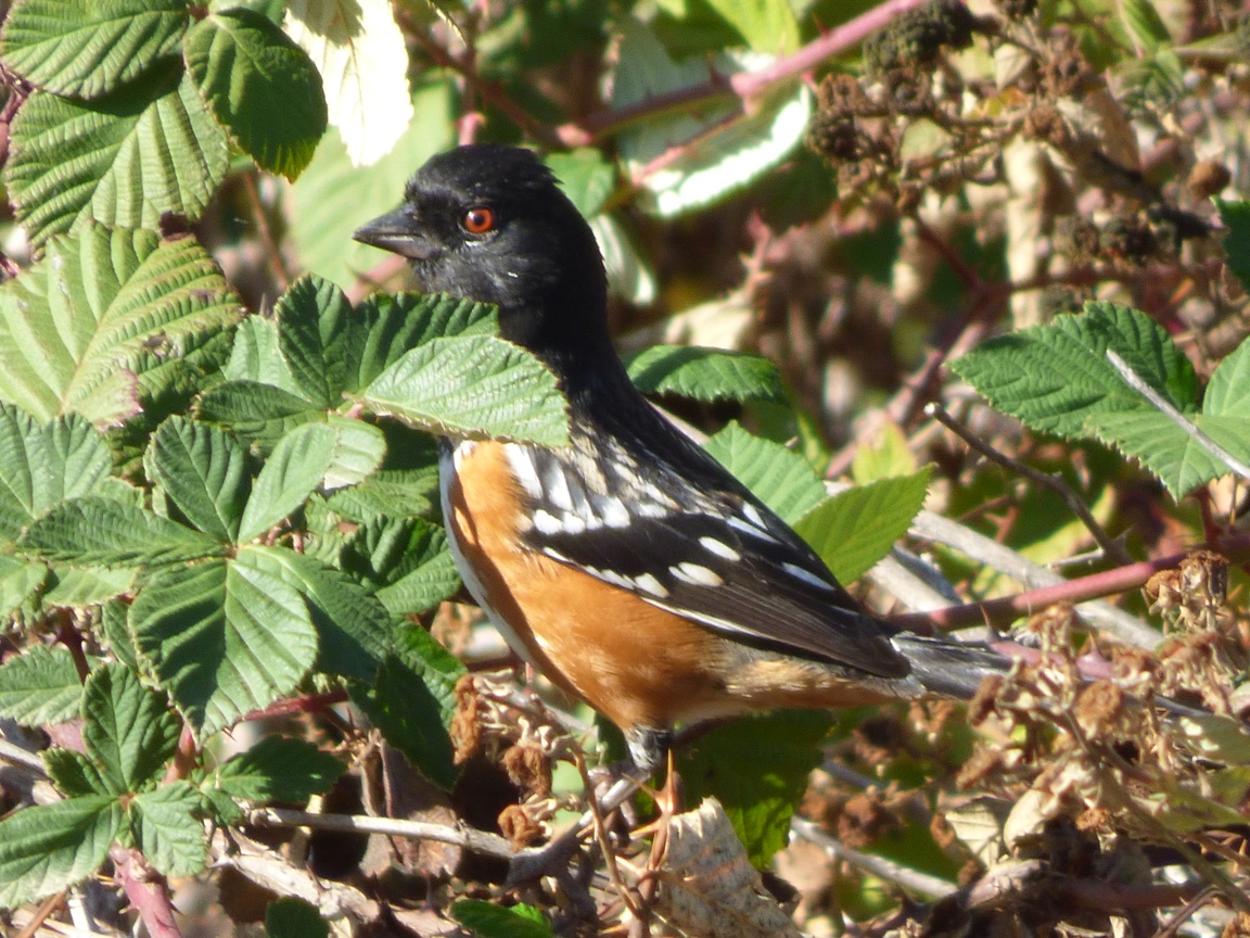 Geotripper's California Birds Can you Spot a Spotted Towhee? Here's