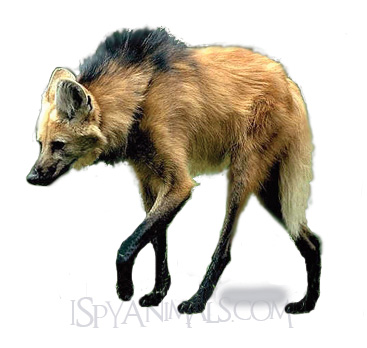 When You Look Like a Werewolf... 