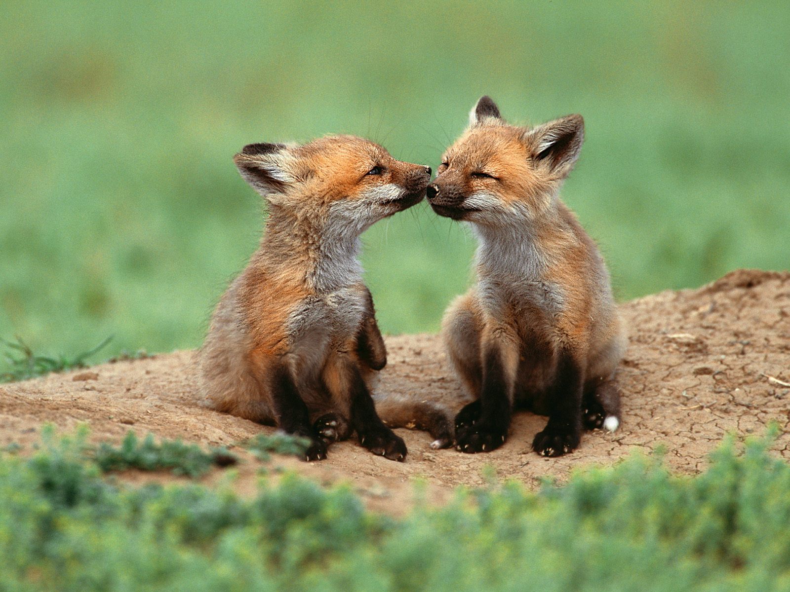 two-cute-animals-cute-fox.jpg