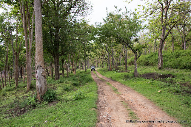 Safari route Inside the Bandipur Forests