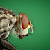 Bug Tek Insecticide