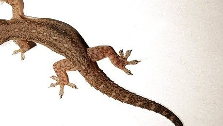 Hikmah Membunuh Cicak, Renungkanlah Terlebih Dahulu Sebelum Anda Memutuskan Untuk Melakukannya Hikmah Membunuh Cicak, Renungkanlah Terlebih Dahulu Sebelum Anda Memutuskan Untuk Melakukannya