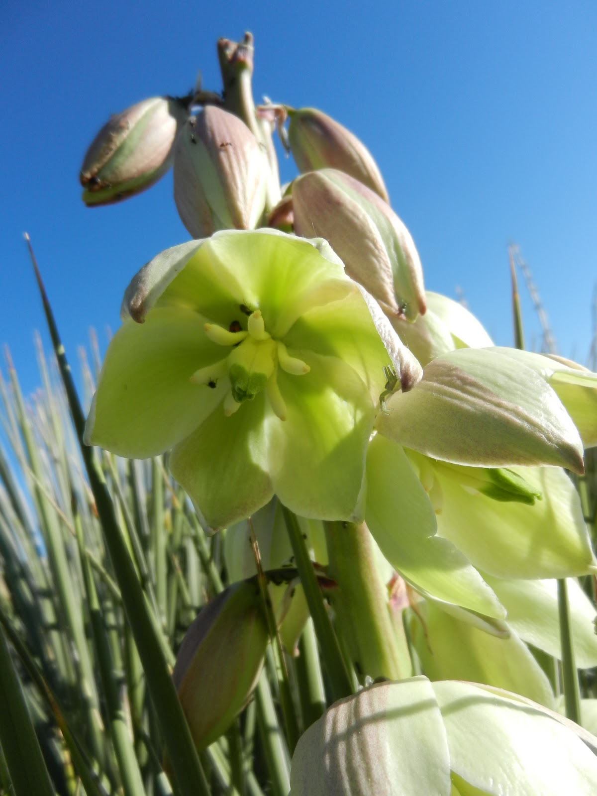 Fizzy Notions Soapweed Yucca