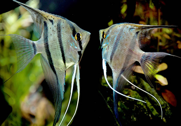 Peixe Acará-bandeira ~ FishMania
