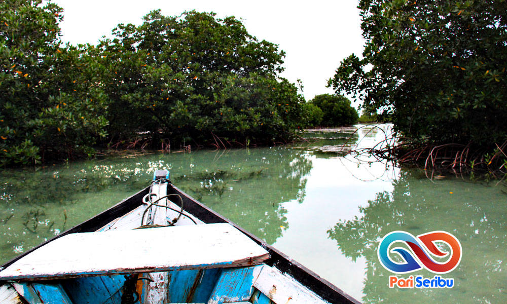 Tanaman Mangrove Pulau Pari Wisata Pulau Pari Kepulauan Seribu Tanaman Mangrove Pulau Pari Wisata Pulau Pari Kepulauan Seribu