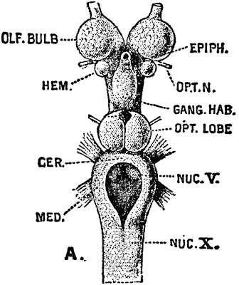 BIG BRAIN TECHNOLOGIES: Make Big Fish Brains