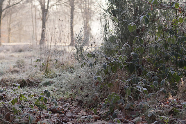 one minute in the frosty forest