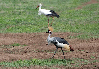 Grey Crowned Crane and White Stork
