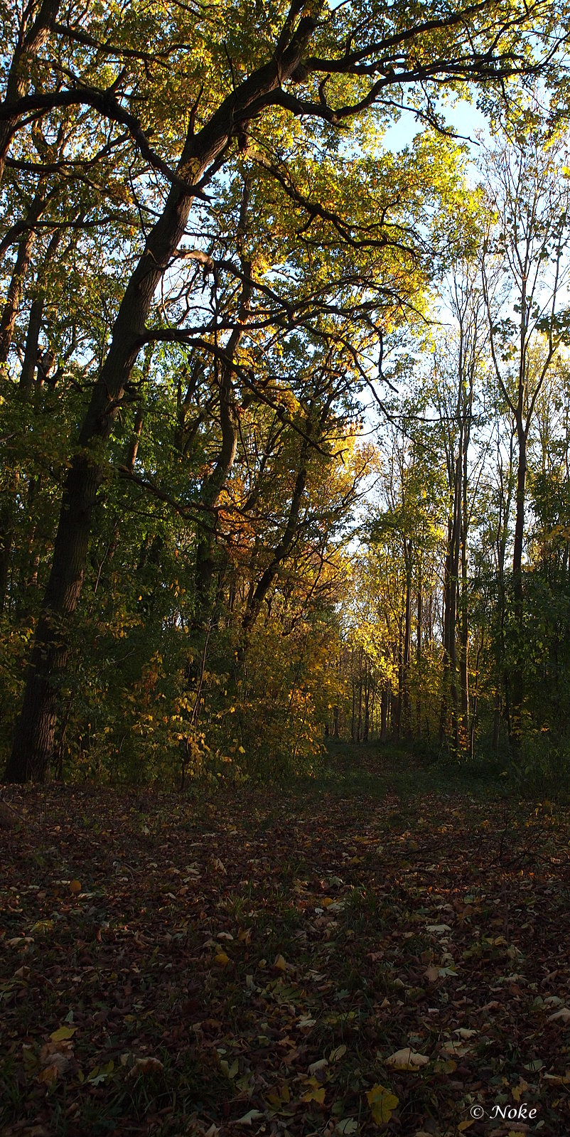 Waldweg im Herbst_2018