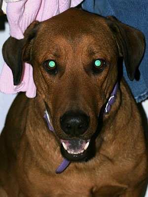 dog with green eye