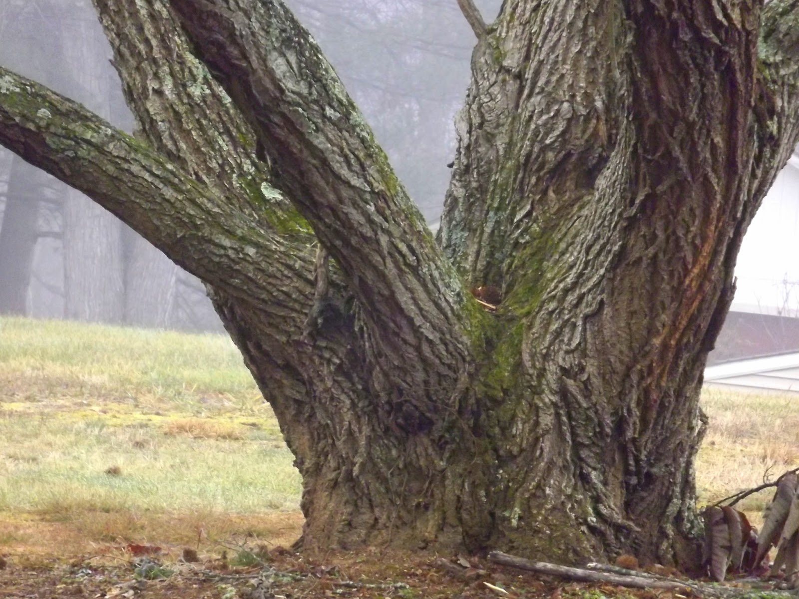 Forsythia Hill Finds The American Chestnut Tree