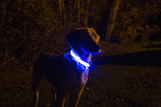 LED Collar