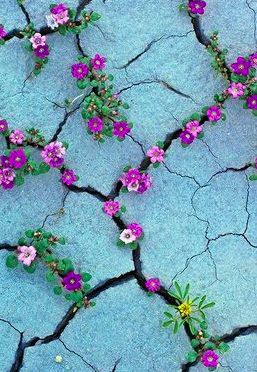 Flowers in cracks