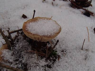grzyby 2016, grzyby w zimie, grzyby w grudniu, grzyby pod śniegiem, las w zimie, zimowy spacer, zabawy na śniegu, uroki zimowego lasu