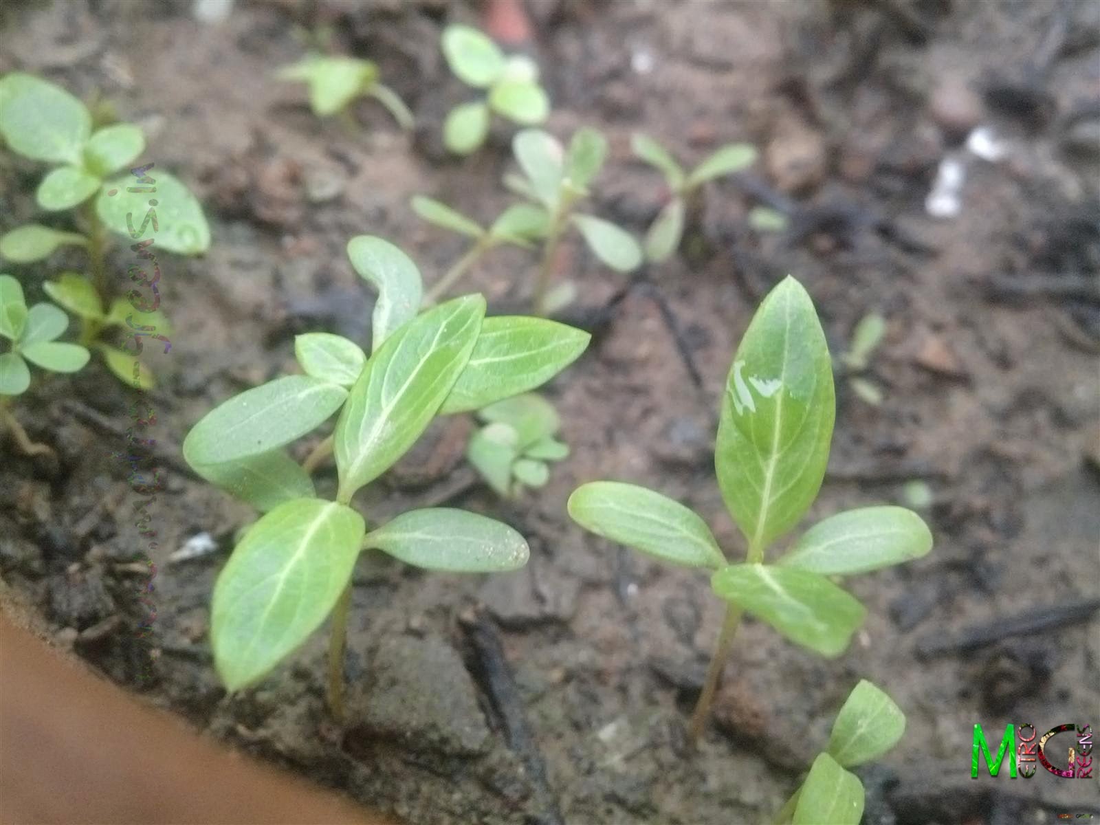 Metro Greens: Some new vinca seedlings