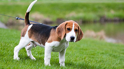 Beagle