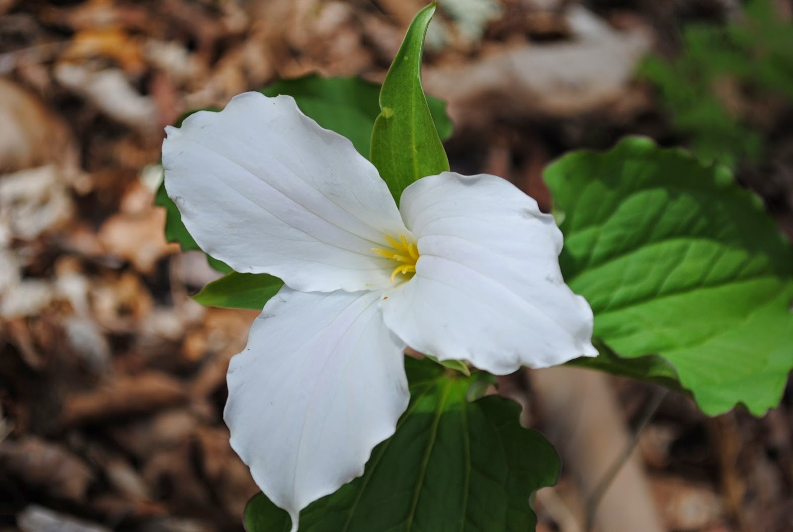 West Virginia Native WildflowersThe Big Year, 2013 Brush