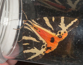 Jersey Tiger, Euplagia quadripunctaria.  From my actinic trap in Hayes on 20 August 2012.