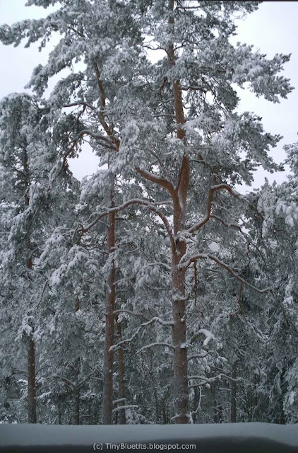 Lumiset männyt, snowy pine trees in winter in Aulanko, Hämeenlinna, Finland