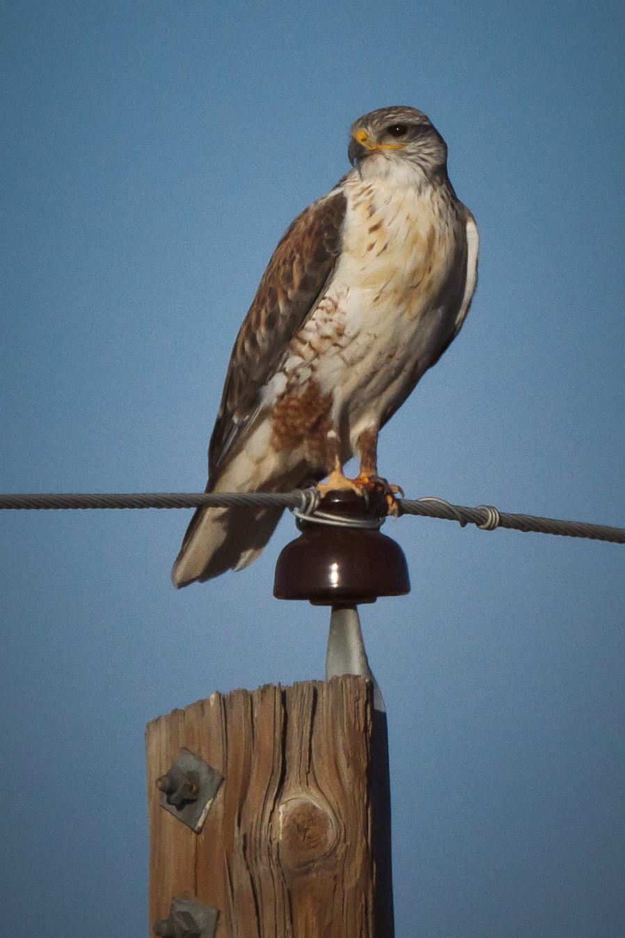 Feather Tailed Stories Ferruginous Hawk
