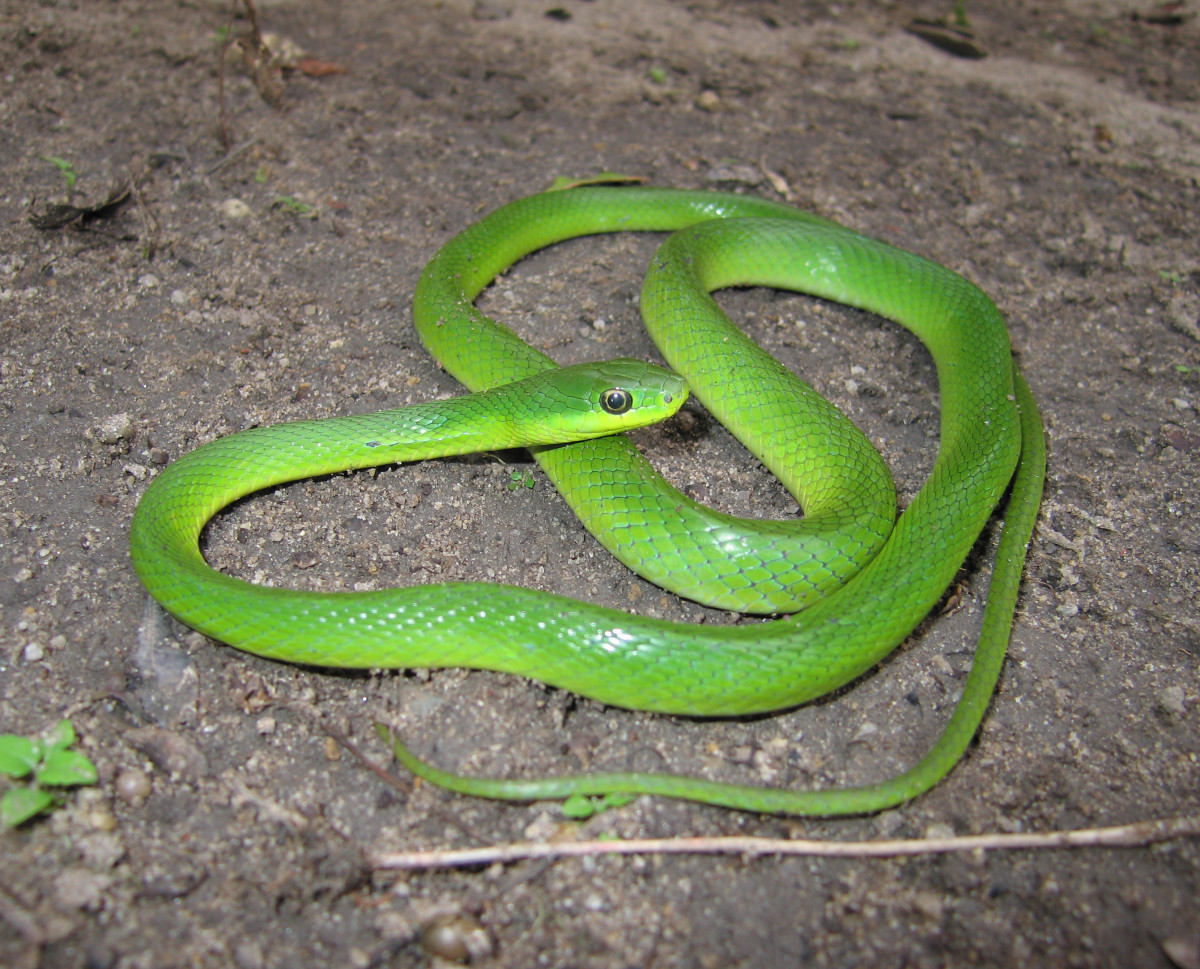 Cobra-Cipó (Philodryas olfersii)