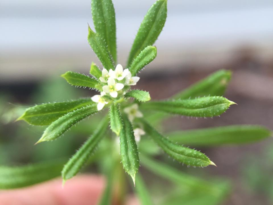 The Natural Naturalist Cleavers vs Sweet Woodruff