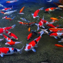 Harga Aquarium Mini Bulat Infoikan Com