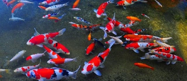 Ikan Hias Kolam Super Cantik Harga Murah