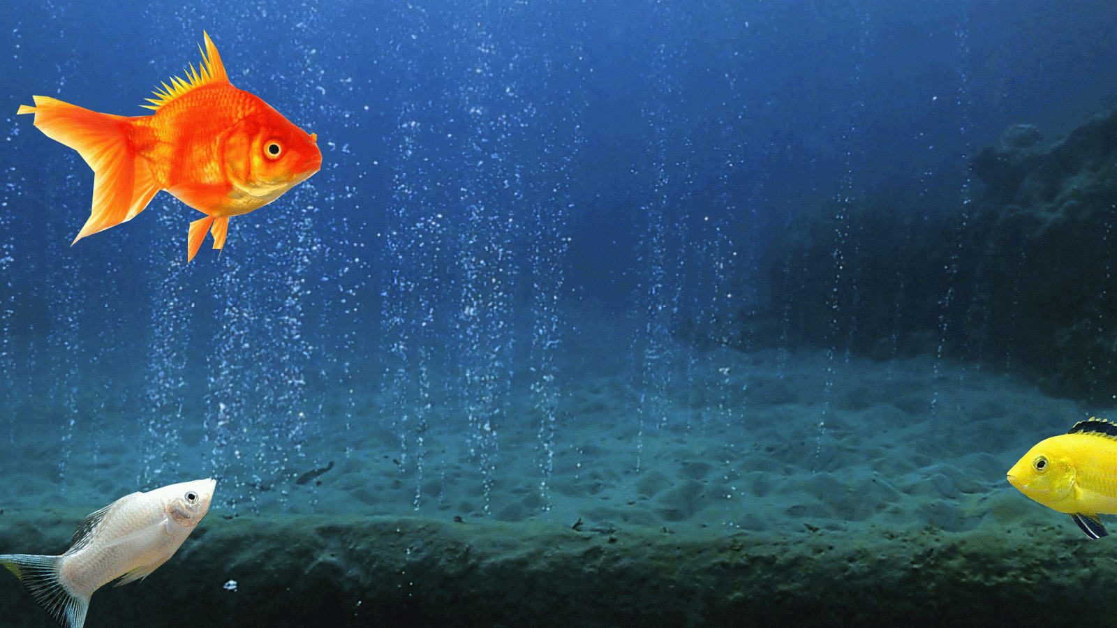 Fish Animated Gif Wallpaper Photos Cantik - vrogue.co
