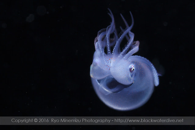 Octopoteuthis sicula Ruppell, 1844 - Black Water Water®