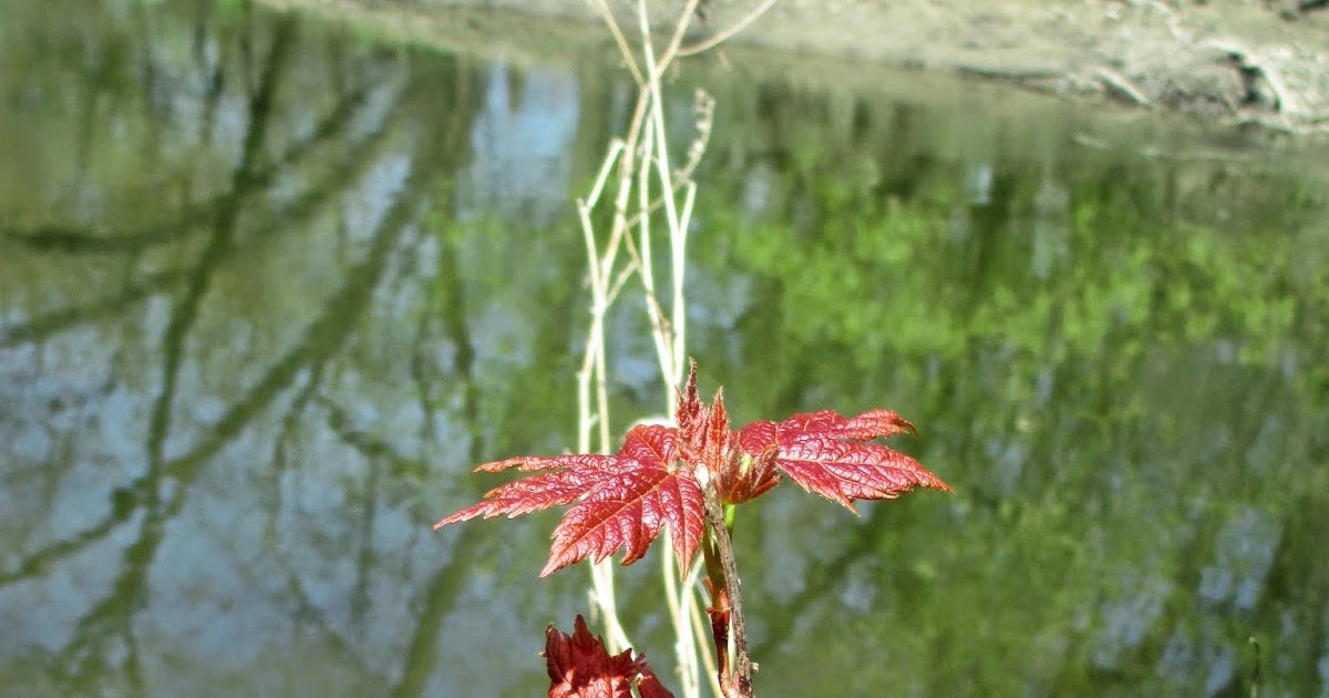 Marathon Pundit: Sugar maple seedling on the North Branch of the