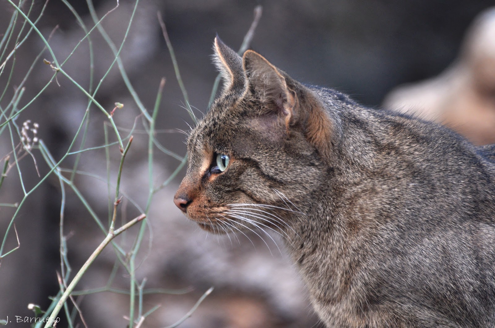 De paseo por la naturaleza: Gato montés. El gran desconocido.