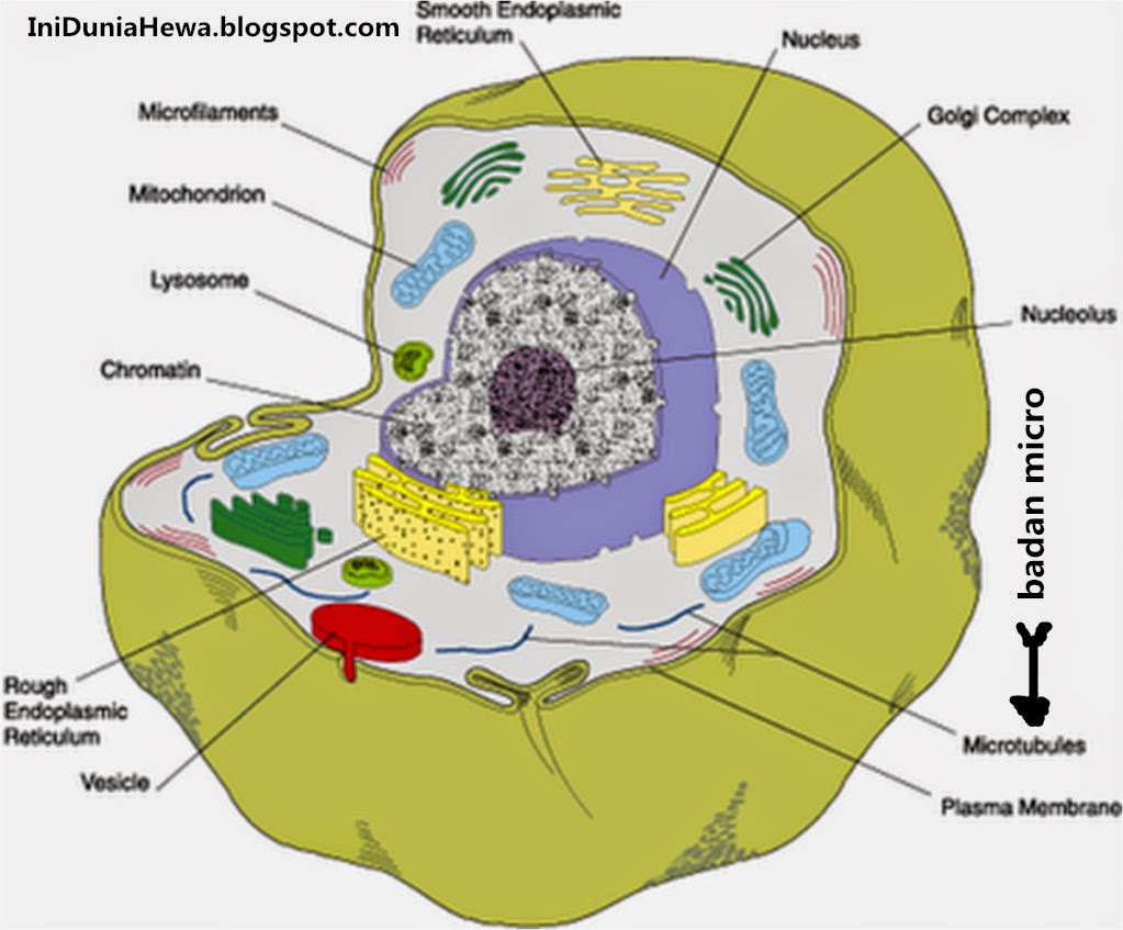 Dunia Hewan PENYUSUN SEL HEWAN BESERTA PENJELASANNYA