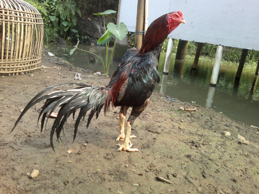 72+ Gambar Ayam Umur 6 Bulan Paling Hist 72+ Gambar Ayam Umur 6 Bulan Paling Hist
