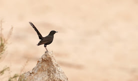 Birding in Israel