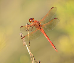 dragonflies pretty dragonfly dina wildlife adventures