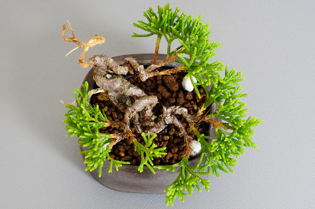 シンパク-F1（真柏盆栽）Juniperus chinensis bonsai