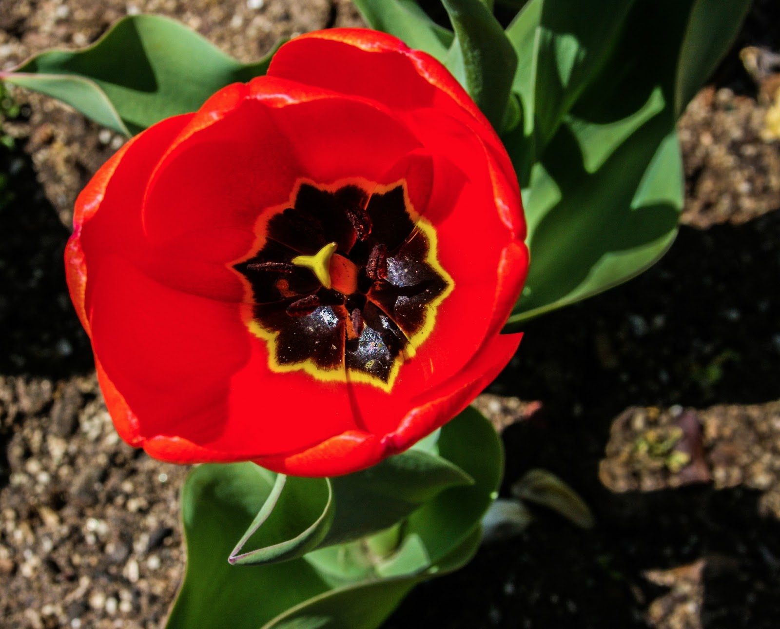 Walking Arizona Into tulips